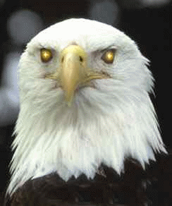 eagle eye gif